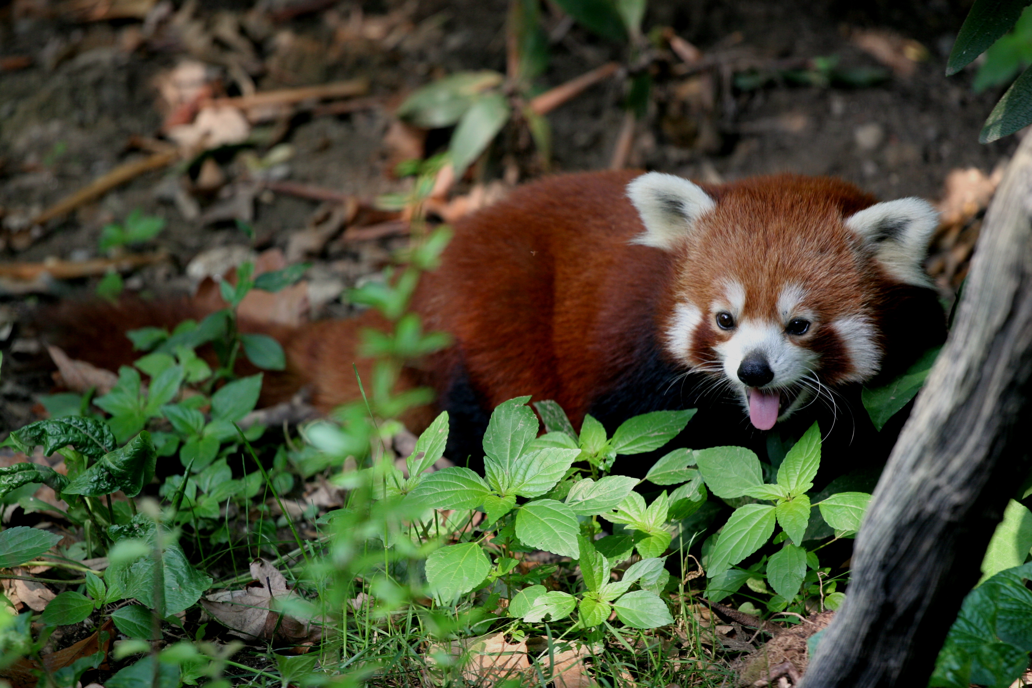 Red Panda Ny Wallpaper For Android