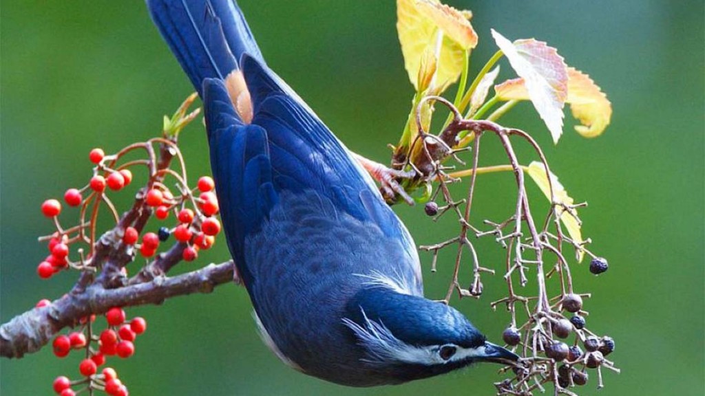 Blue Bird Eating Grain Desktop Background