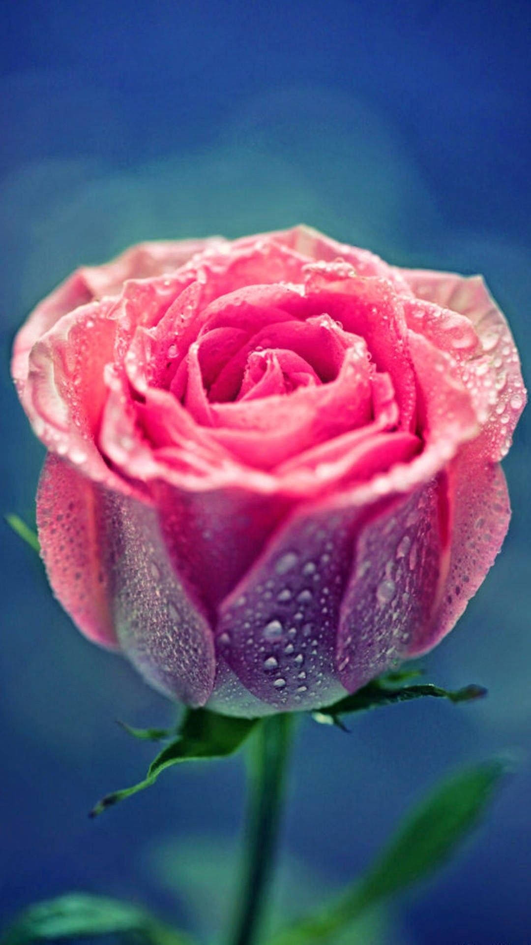 Pink Rose iPhone Background Wallpaper
