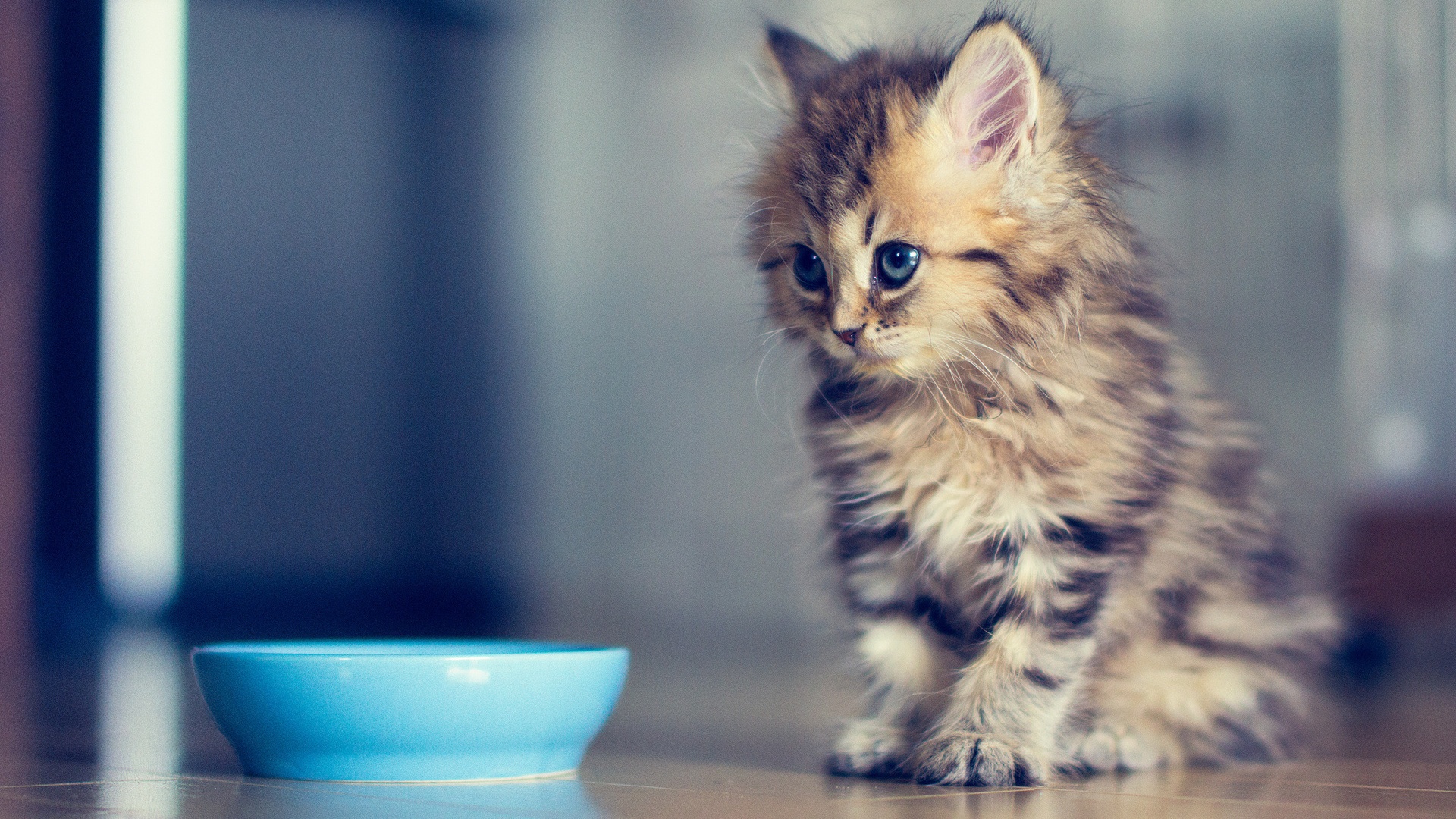 Small Cat Asks Milk Wallpaper And Image