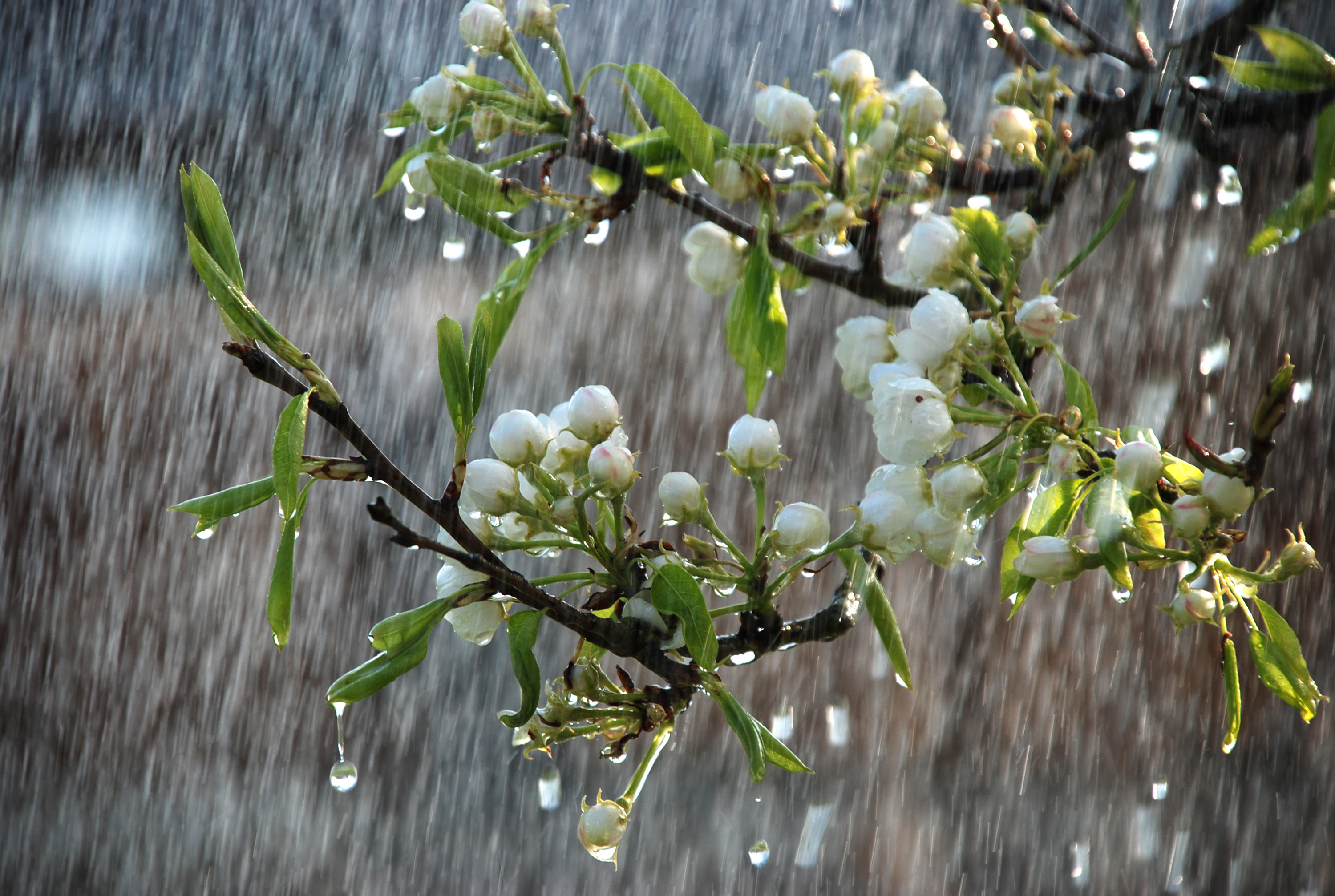 Beautiful rainy spring day   trees in bloom