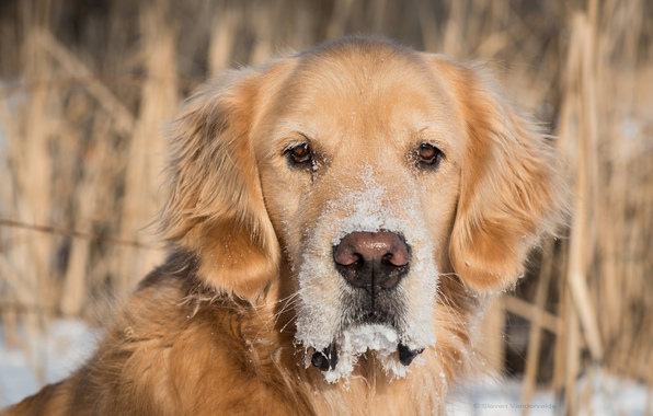 Wallpaper Golden Retriever Dog Muzzle Eyes