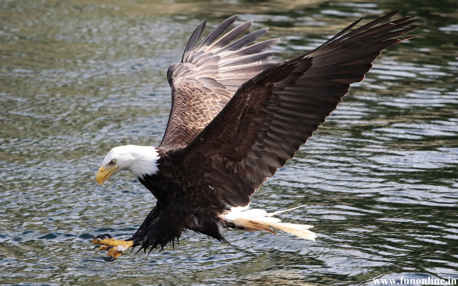 Eagle Wallpaper Brown And Harpy For Desktop