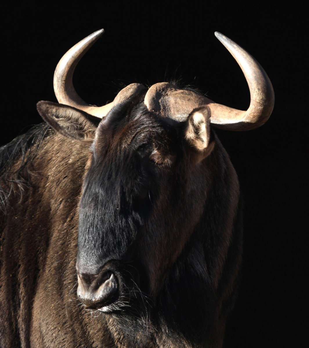 Close-up of a Wildebeest against a dark background