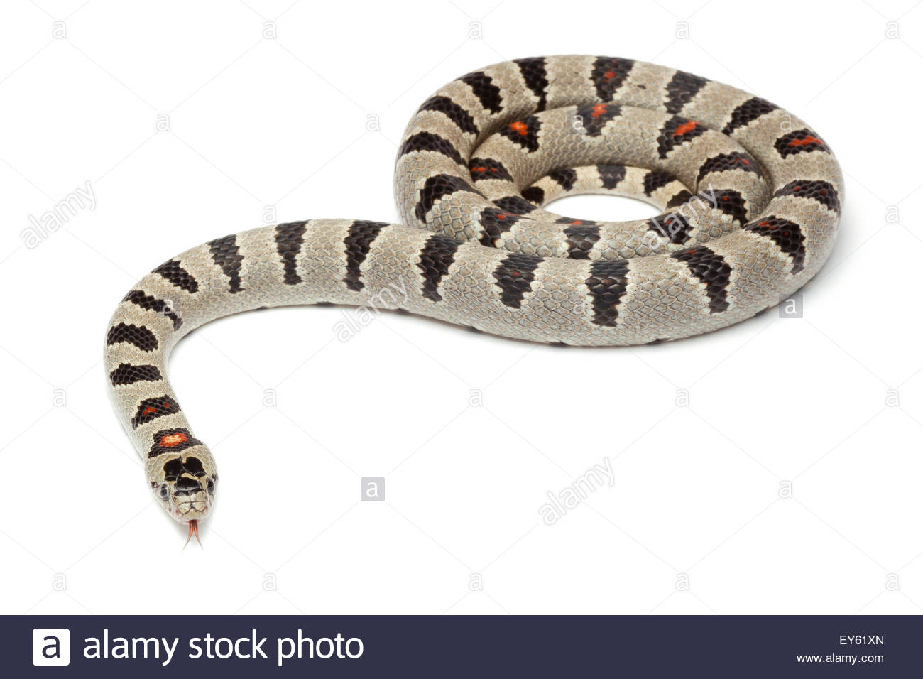 Durango King Snake On White Background Stock Photo
