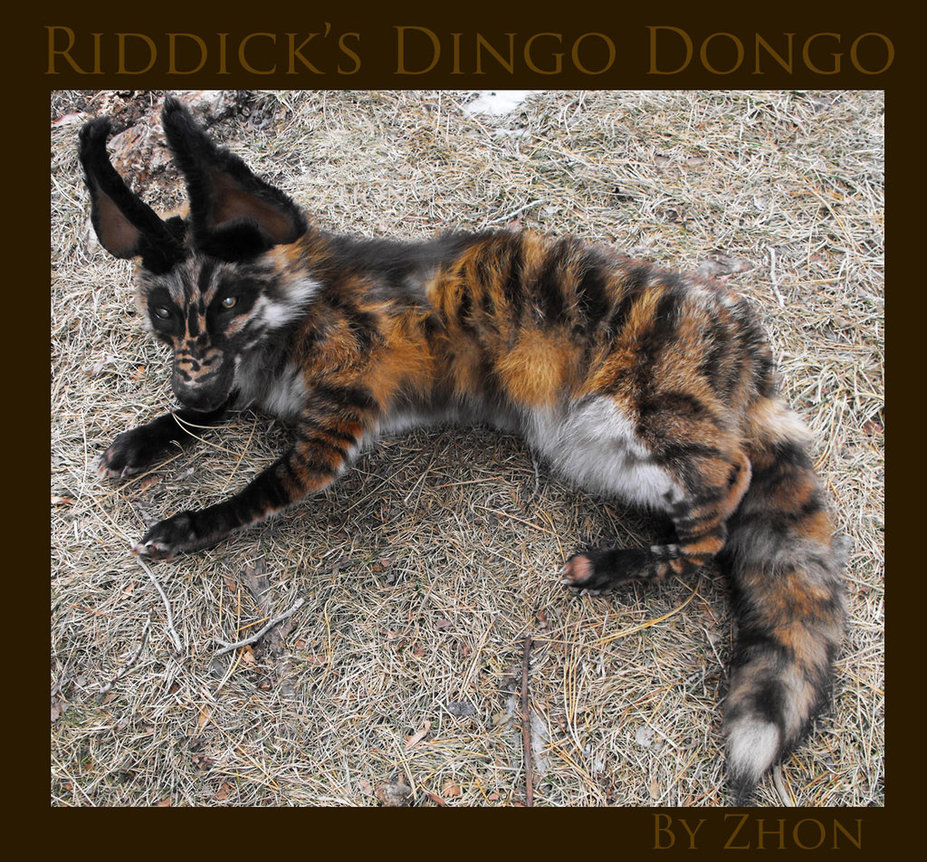 Dingo HD Desktop Wallpaper
