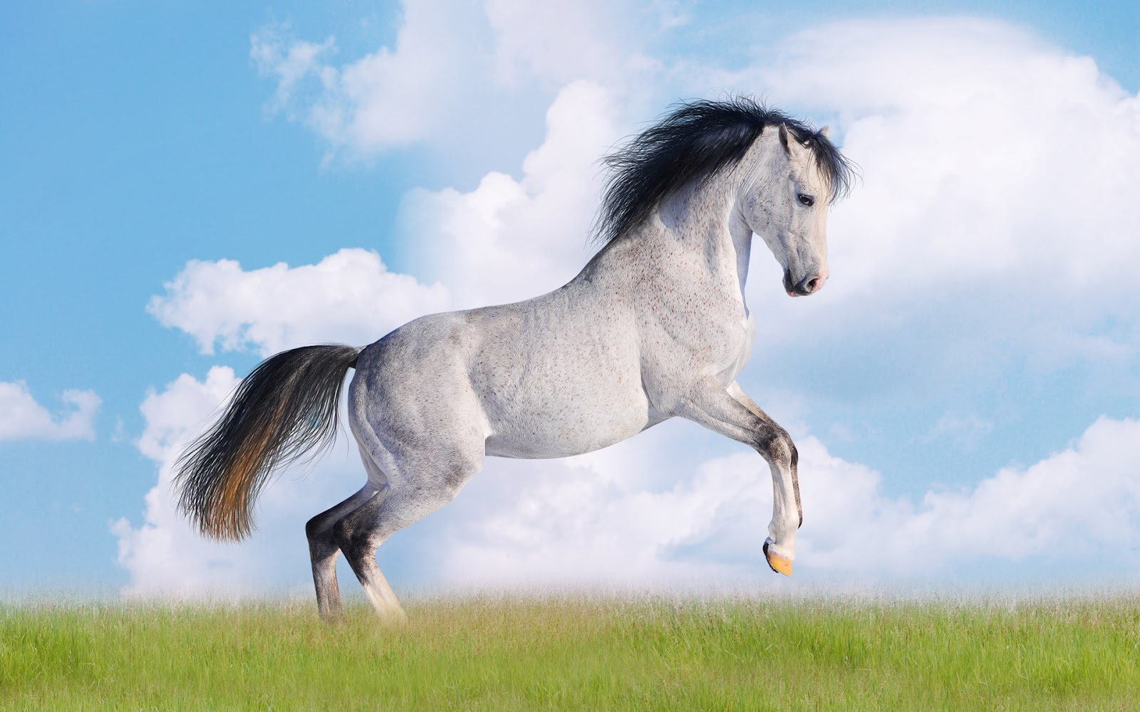 Image For Beautiful Cute White Coloured Horse Pictures