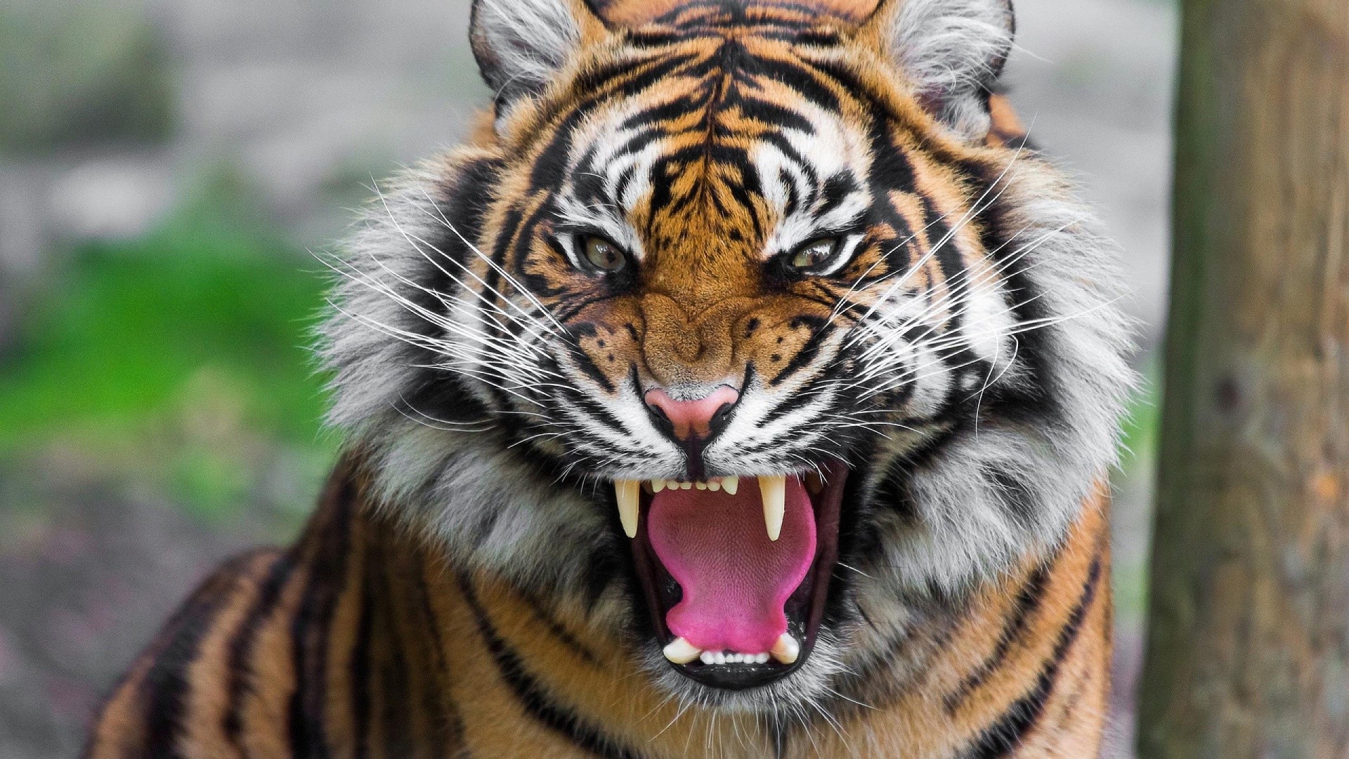 Wonderful Tiger Roar High Resolution Wallpaper Desktop