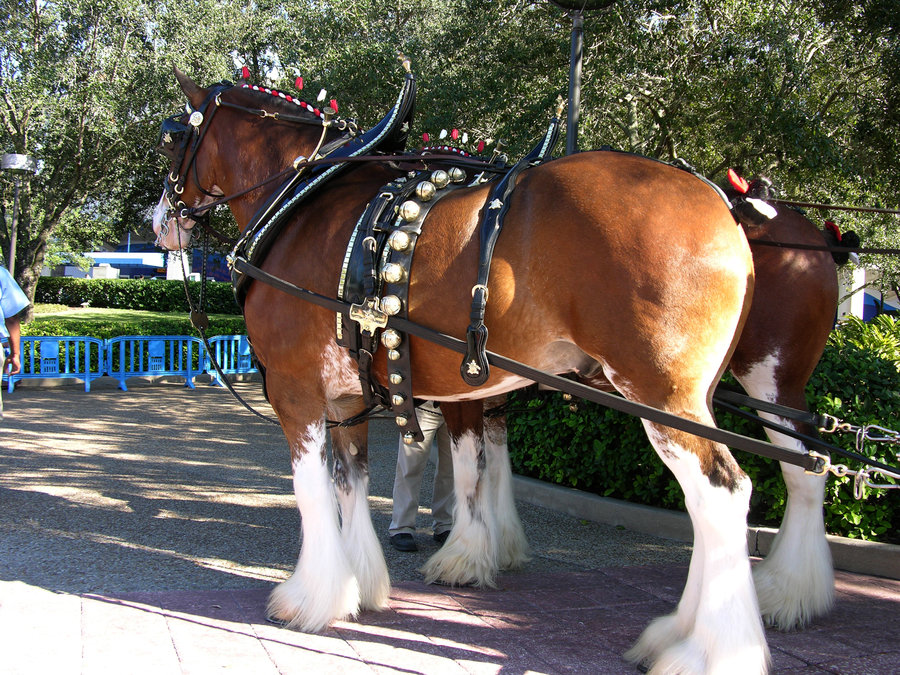 clydesdale horses wallpaper