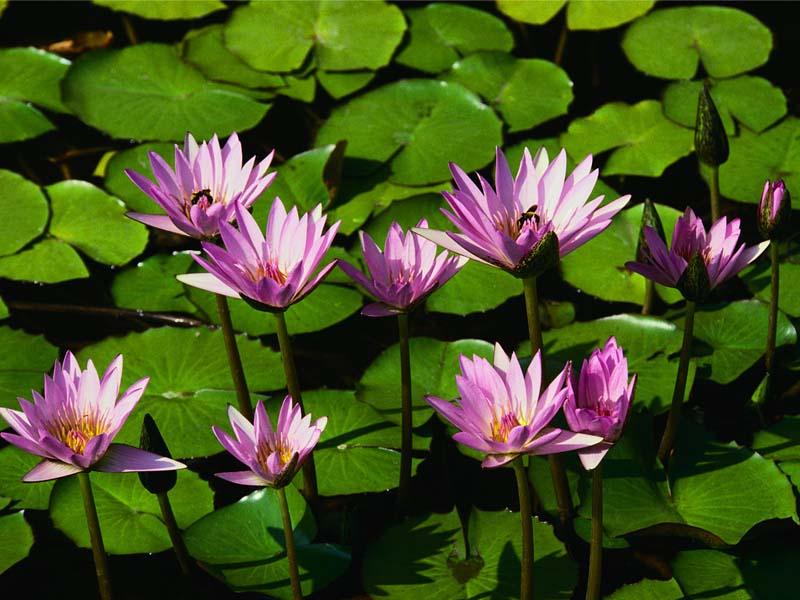 Water Lilies Desktop Wallpaper Nature Beauty