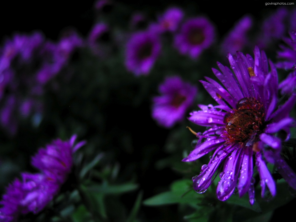 Purple Flowers Jpg