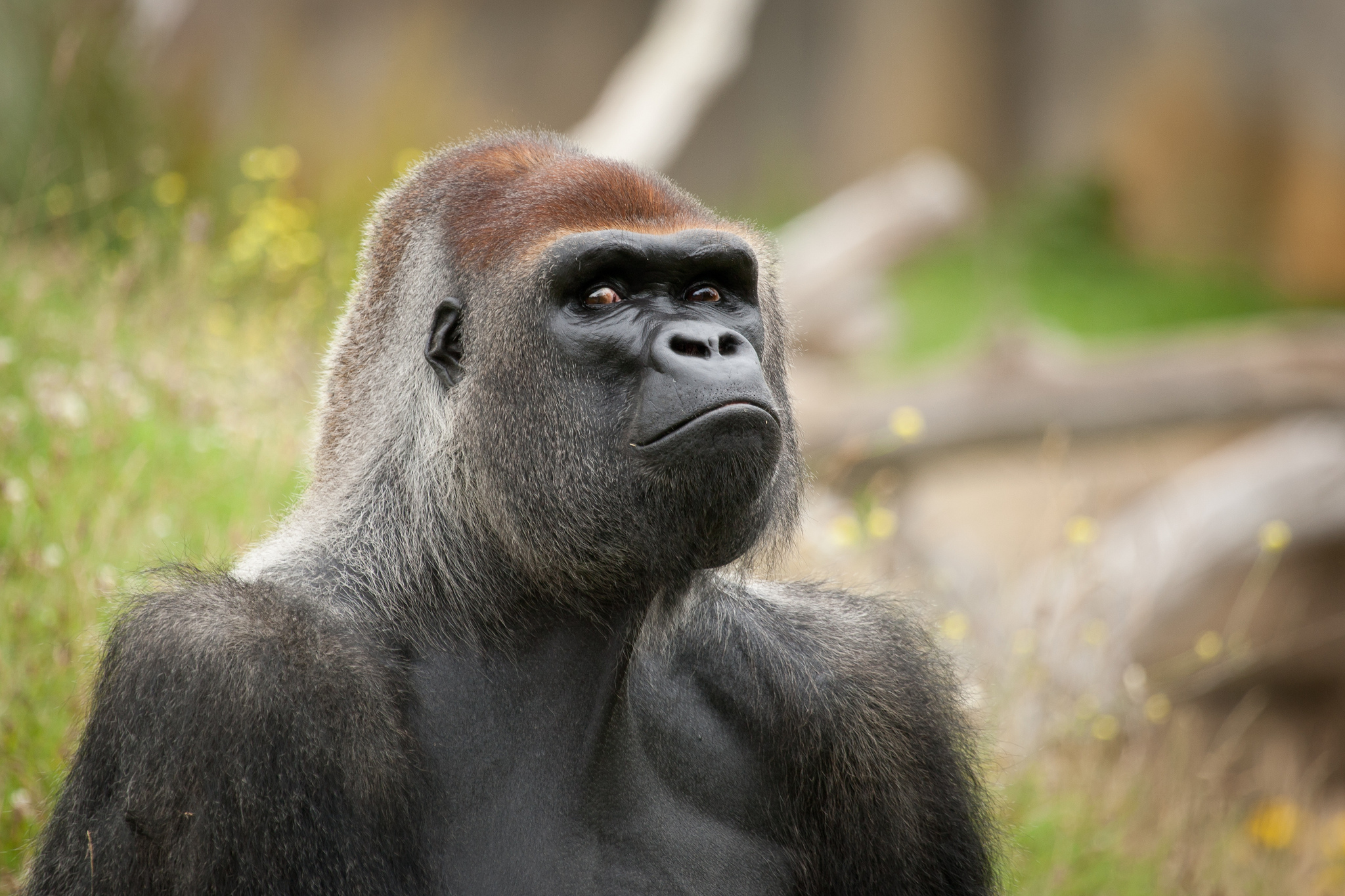 Wallpaper Gorilla Monkey Primate Face Eyes Animals