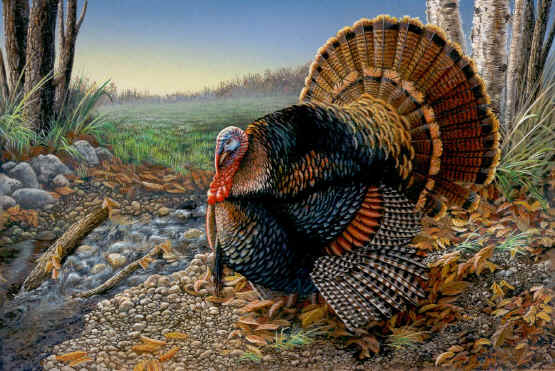 All Things Wildly Considered Who Are You Calling A Turkey