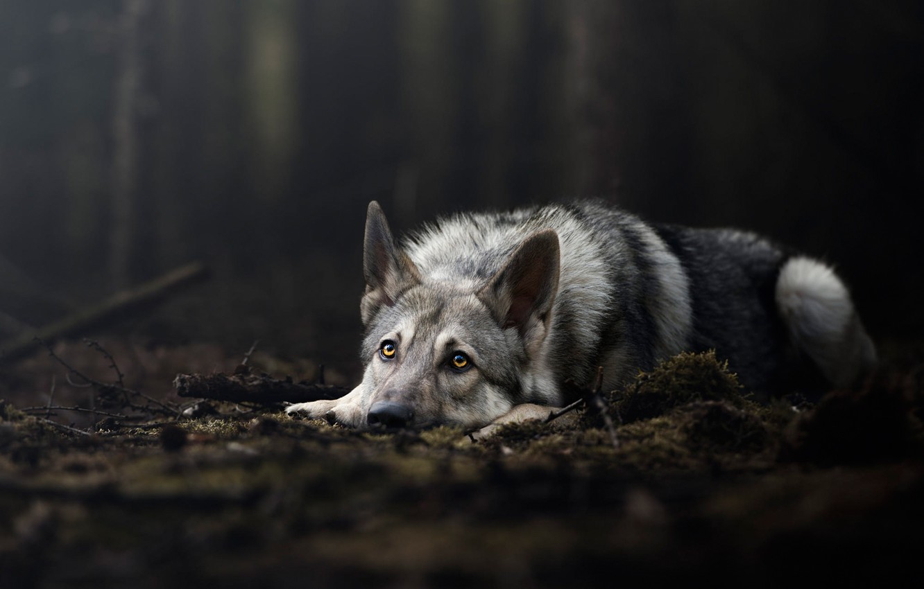 Wallpaper Forest Look Nature Pose The Dark Background Wolf