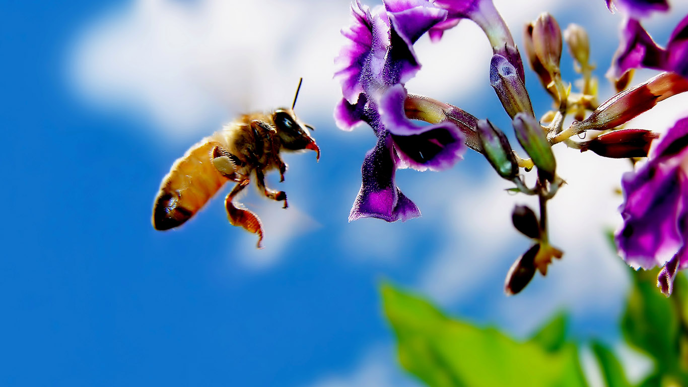 Bee HD Wallpaper Image And Photos