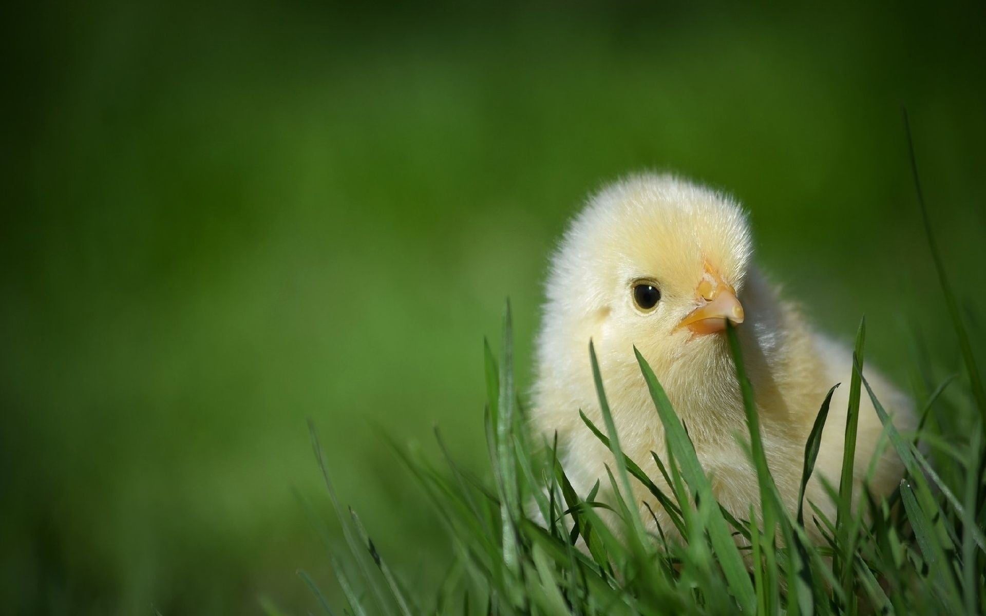 Shallow Focus Photography Of Yellow Chick HD Wallpaper