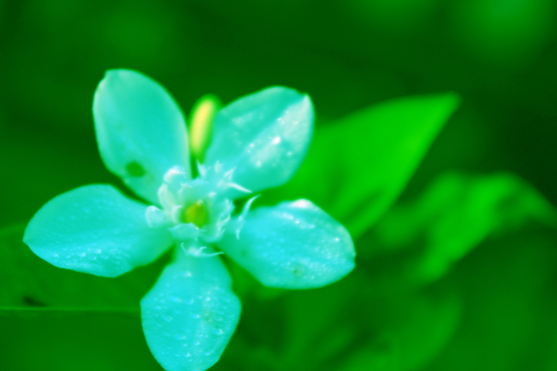 Green Flower Background By Maliz Ong