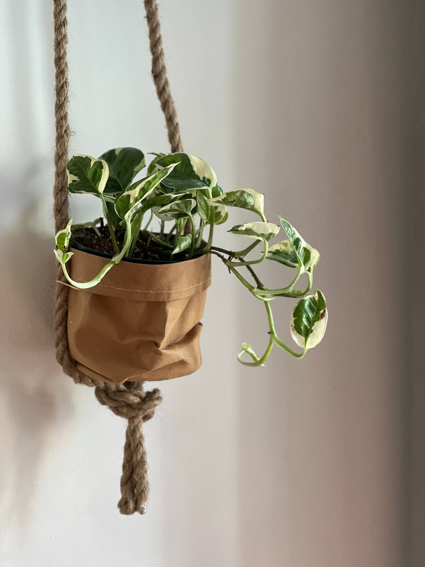 Plant Aesthetic Wallpaper