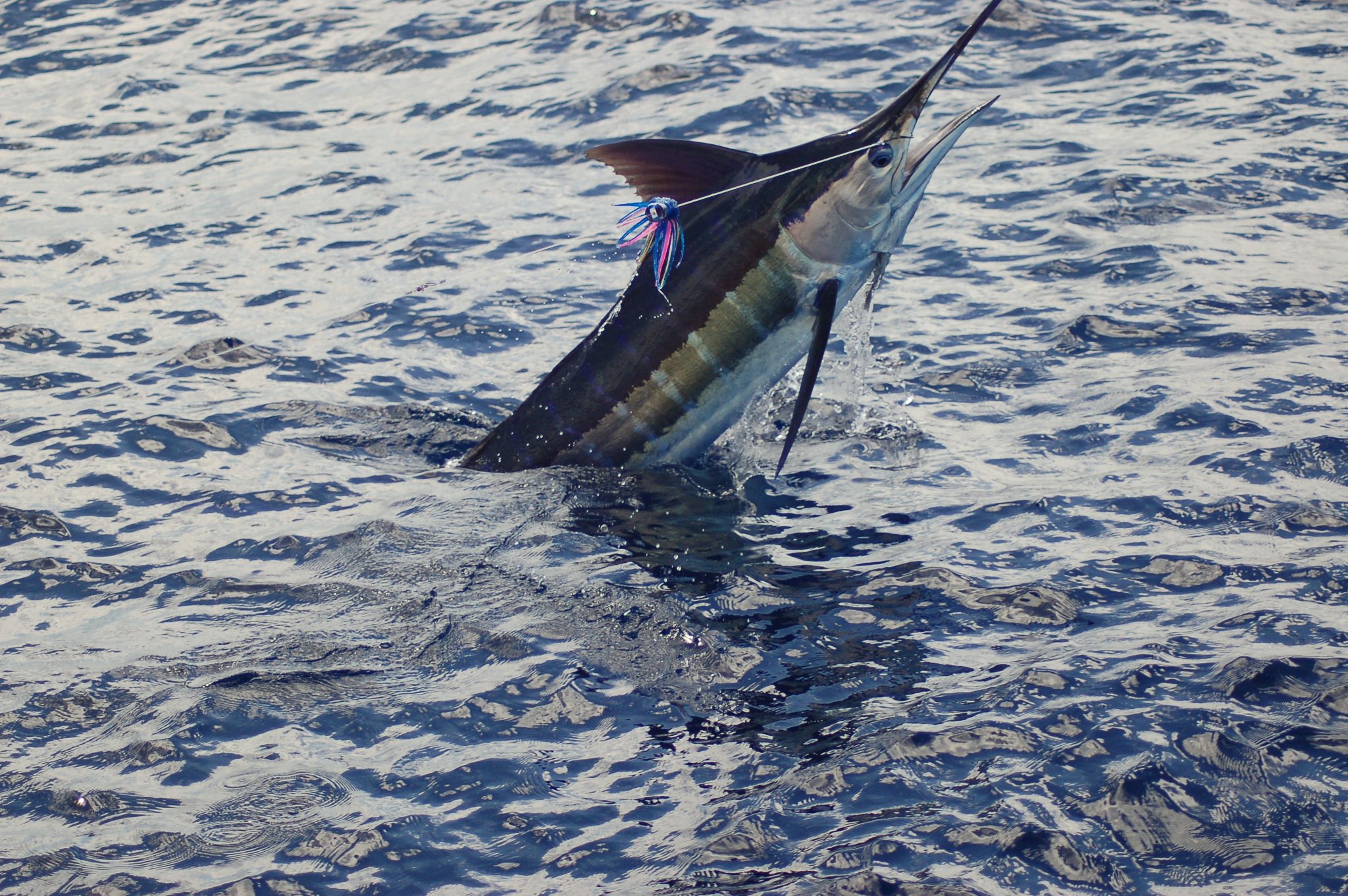 Fishing Fish Sport Fishes Bass Battle Ocean Sea Marlin Wallpaper