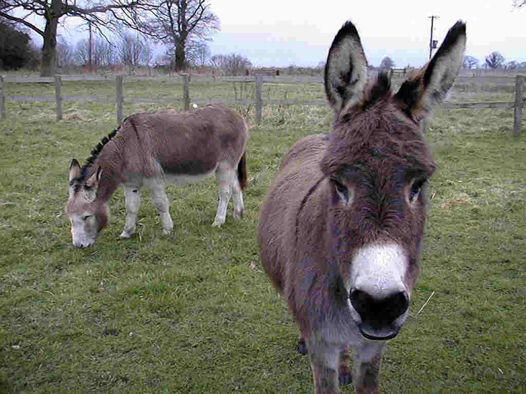Donkey Wallpaper Fun Animals Wiki Videos Pictures Stories