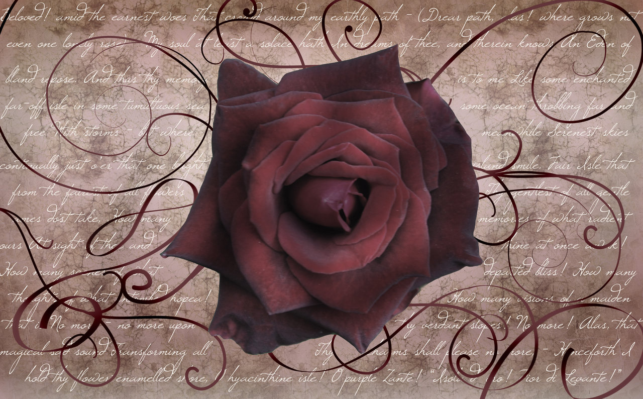 Antique Rose Wallpaper By Silverperfume