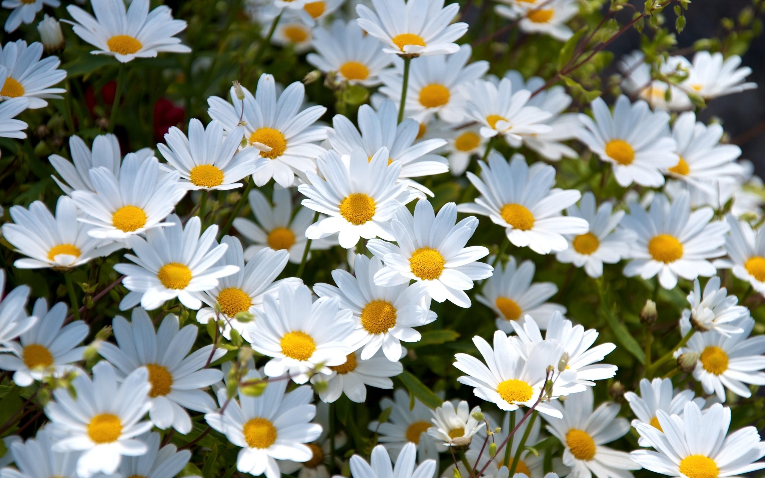 Free download Daisies Flowers HD Wallpaper 2015 [2560x1600] for your Desktop, Mobile & Tablet