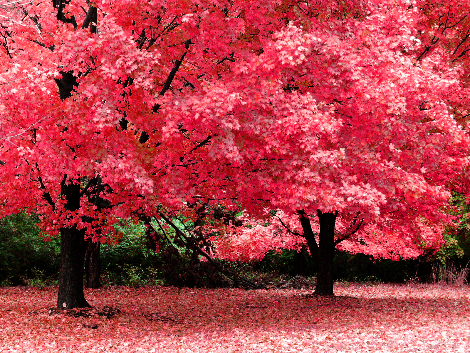Fall Desktop Background Leaves