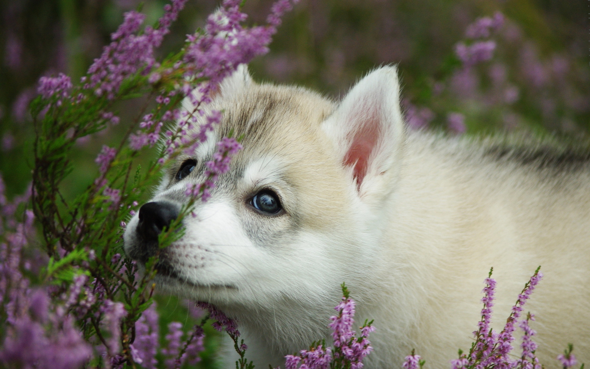 Animals Dogs Babies Puppy Cute Eyes Flowers Wallpaper