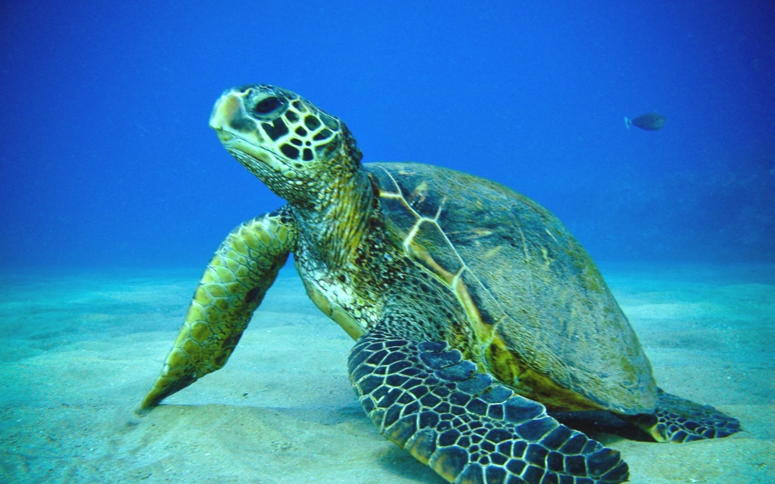 Cute Sea Turtle Hq Desktop Wallpaper