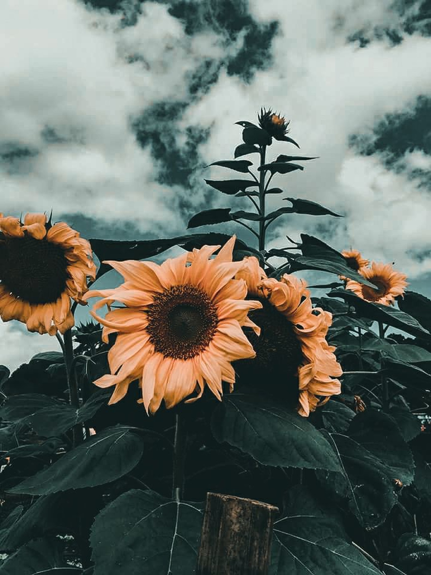 Aesthetic Sunflower Wallpaper