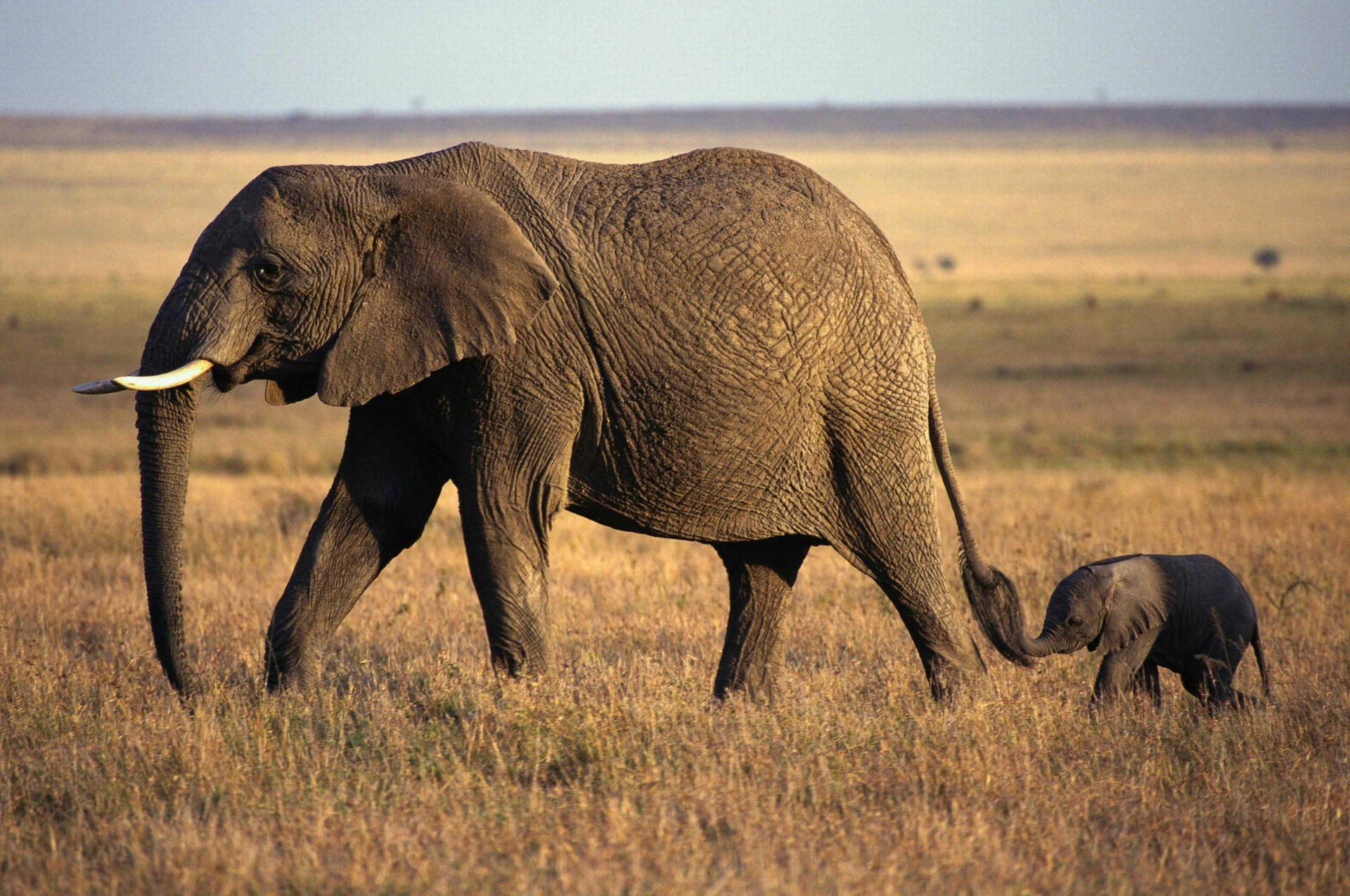4k Elephant Wallpaper