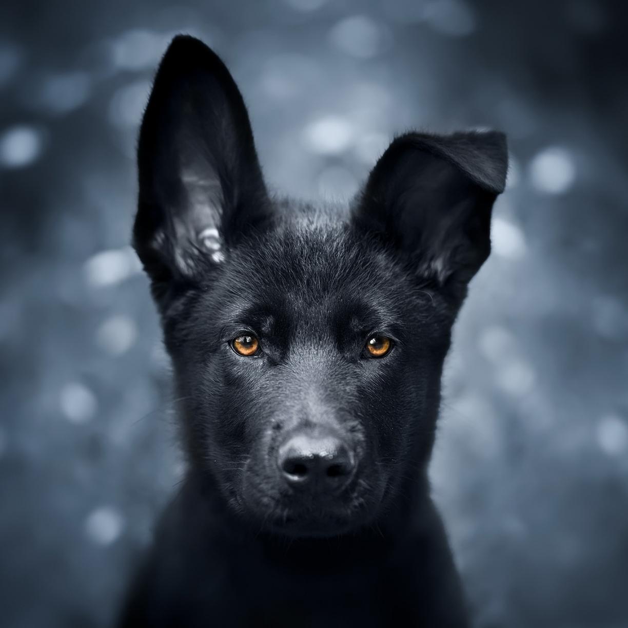 Wallpaper Pet Black Puppy German Shepherd Desktop HD