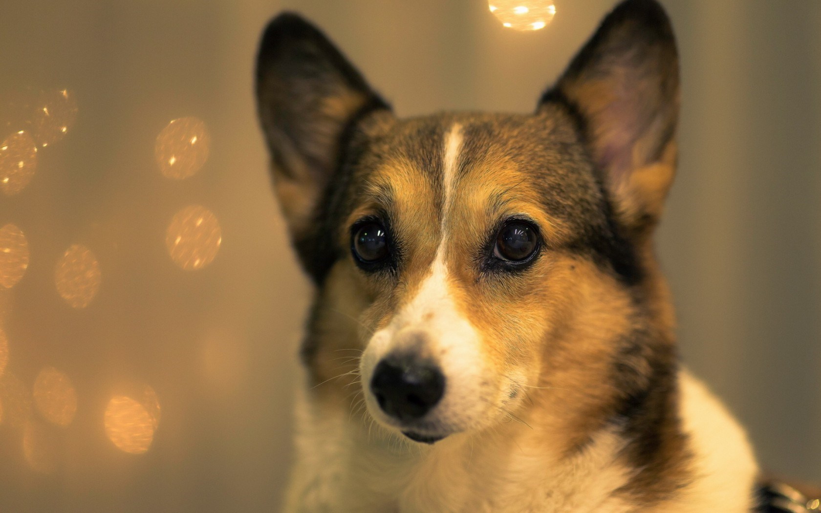 Macro Photography Dog Wallpaper HD Best