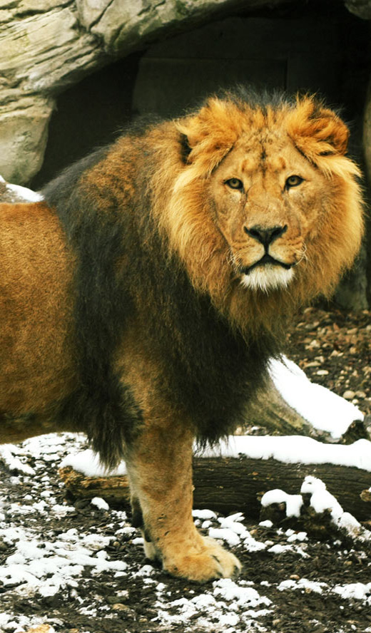 Angry Lion iPhone Wallpaper Image Gallery