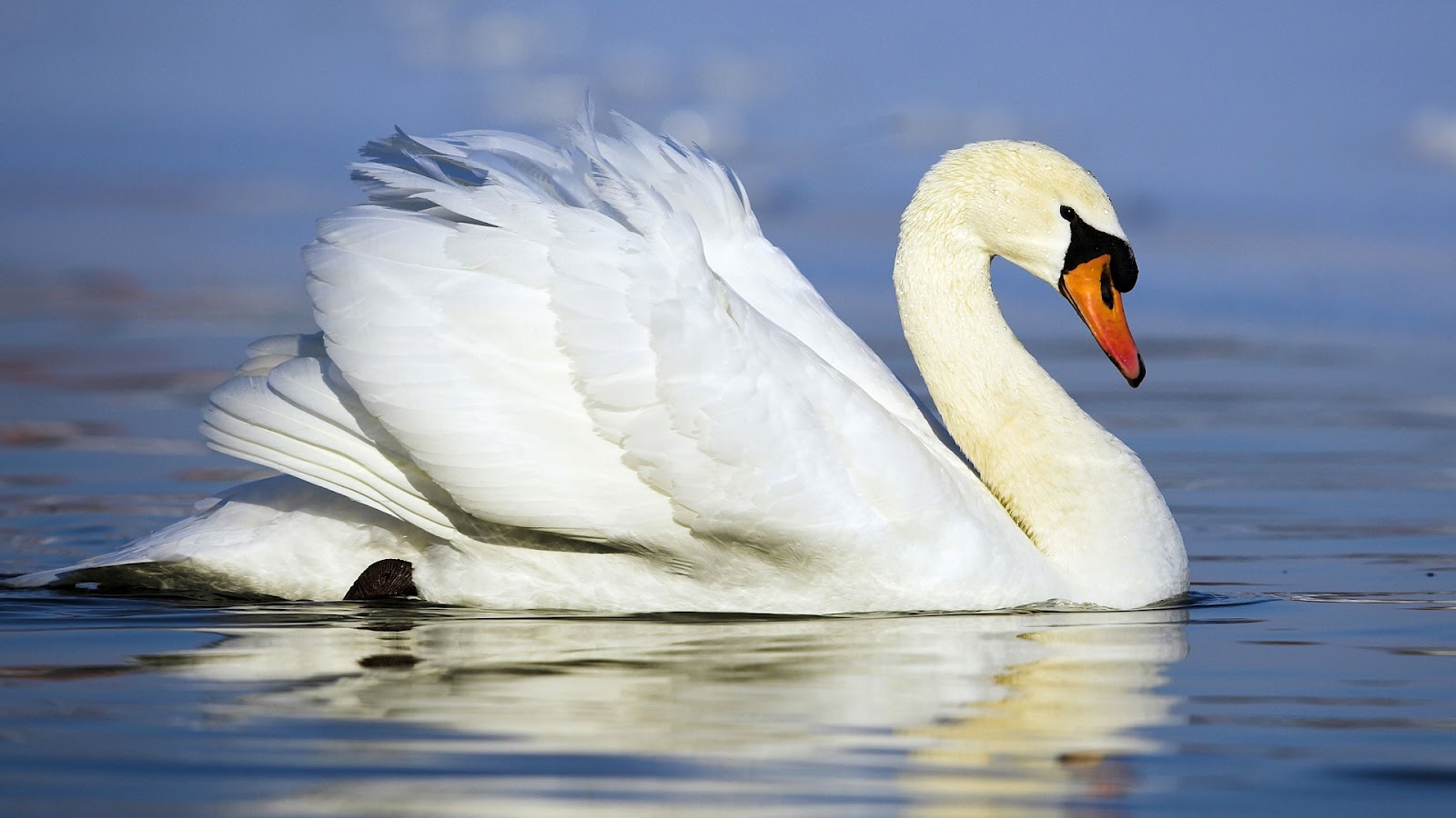 Beautiful white swan swimming