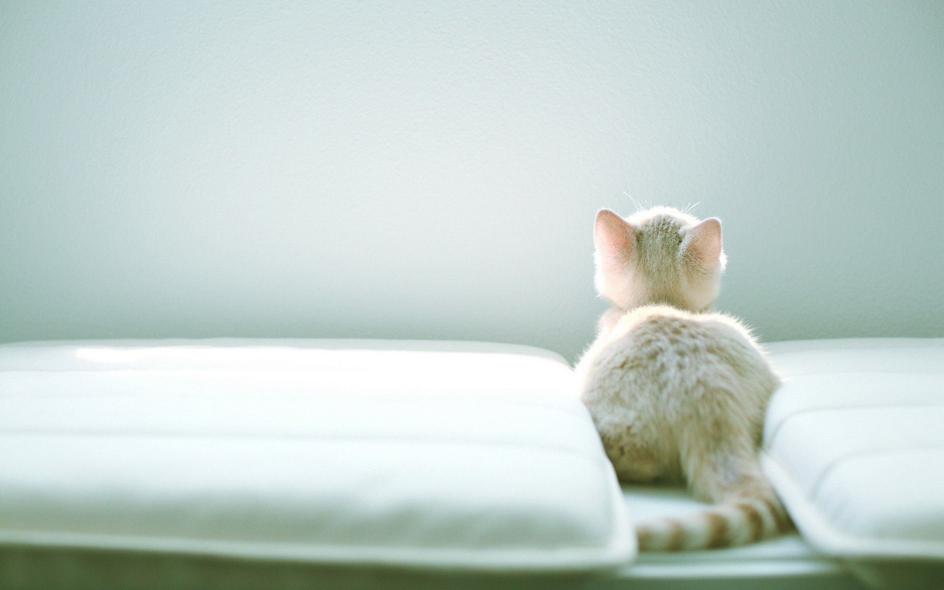 White Kitten Between The Pillows Wallpaper