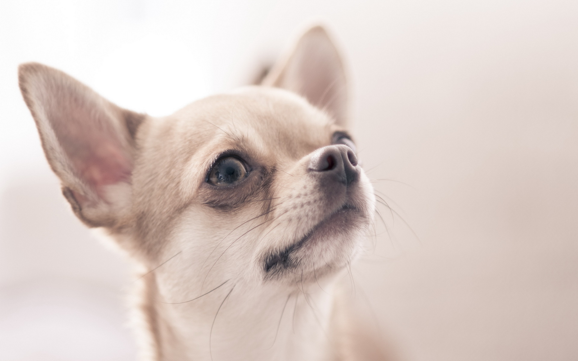 Wallpaper Chihuahua Dog Eyes
