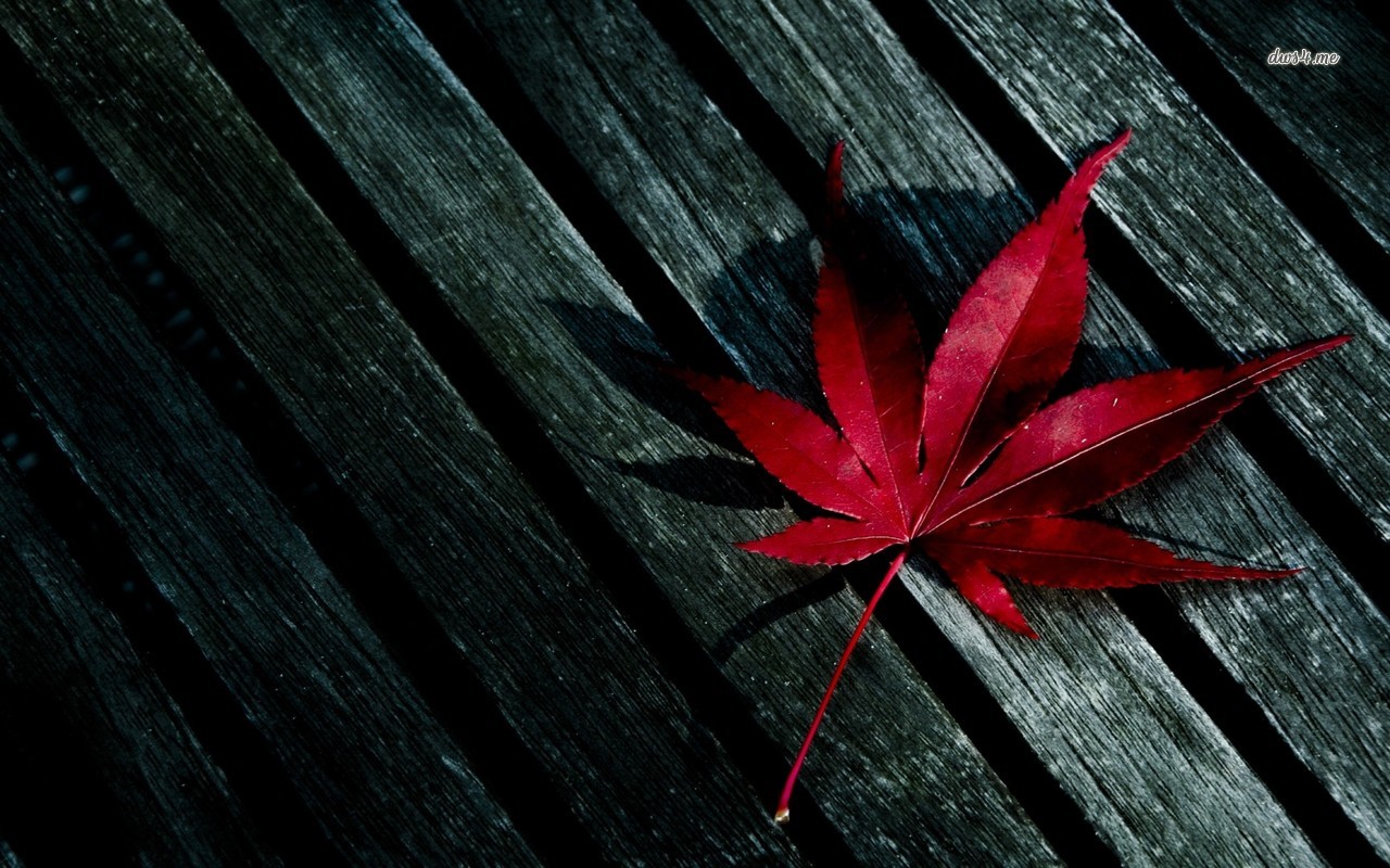Red Leaf Wallpaper Photography