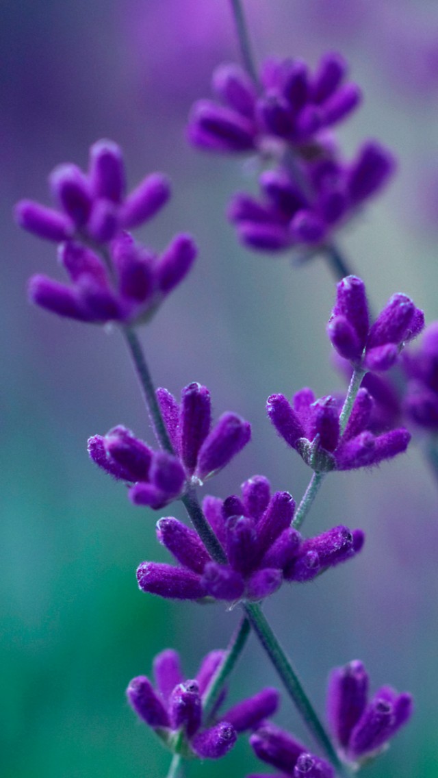 purple flowers iPhone X Wallpapers Free Download