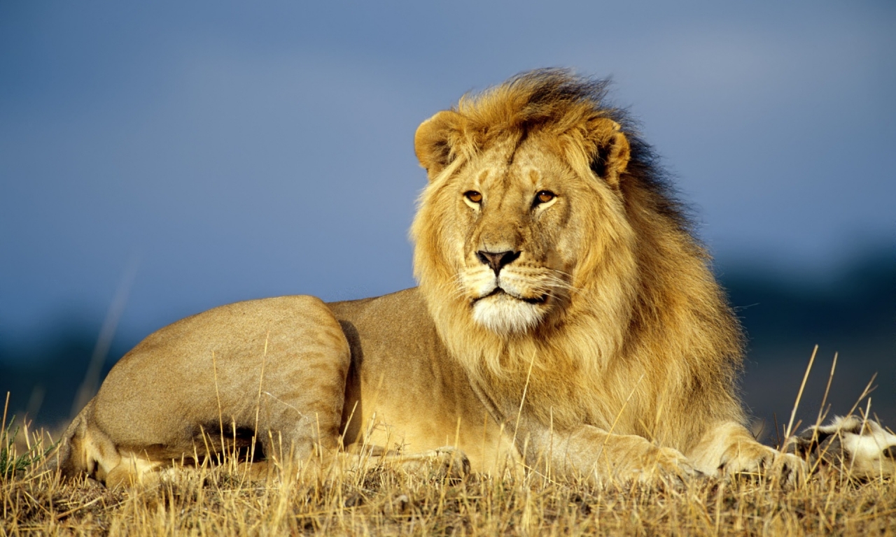 African Lion Wallpaper Big Cats Animals Fondo HD