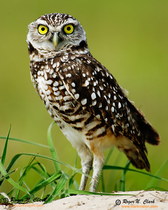 Owls Owl Sounds Food About And Fowl Name Pics Wiki