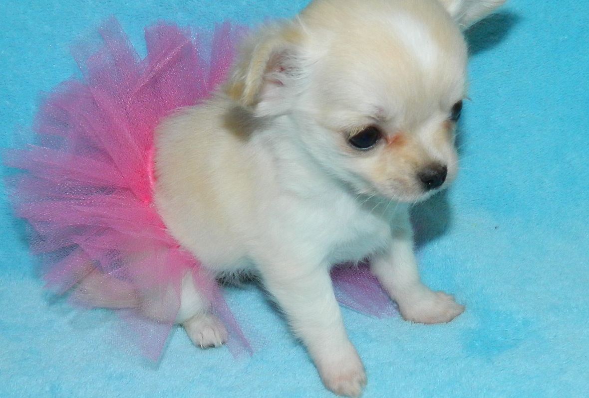 Teacup Puppy For Sale Chihuahua Maltese Shih Tzu Pomeranian Boo Poodle