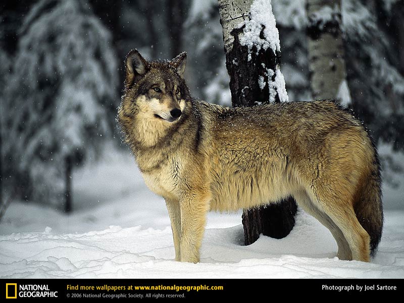 Wolf Picture Desktop Wallpaper