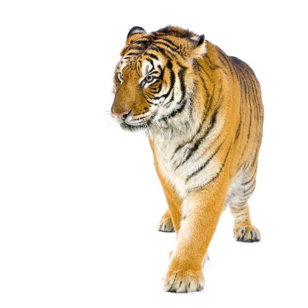 Tiger Walking In Front Of A White Background   Tiger Facts and