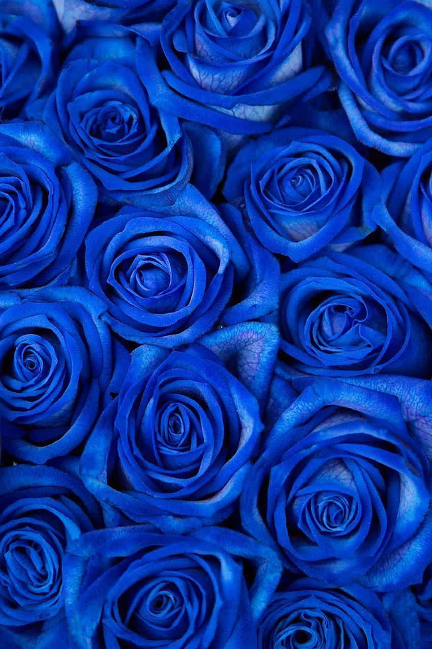 Blue Flowers Aesthetic Wallpaper
