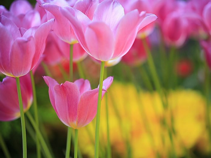 HD Flower Wallpaper Tulip