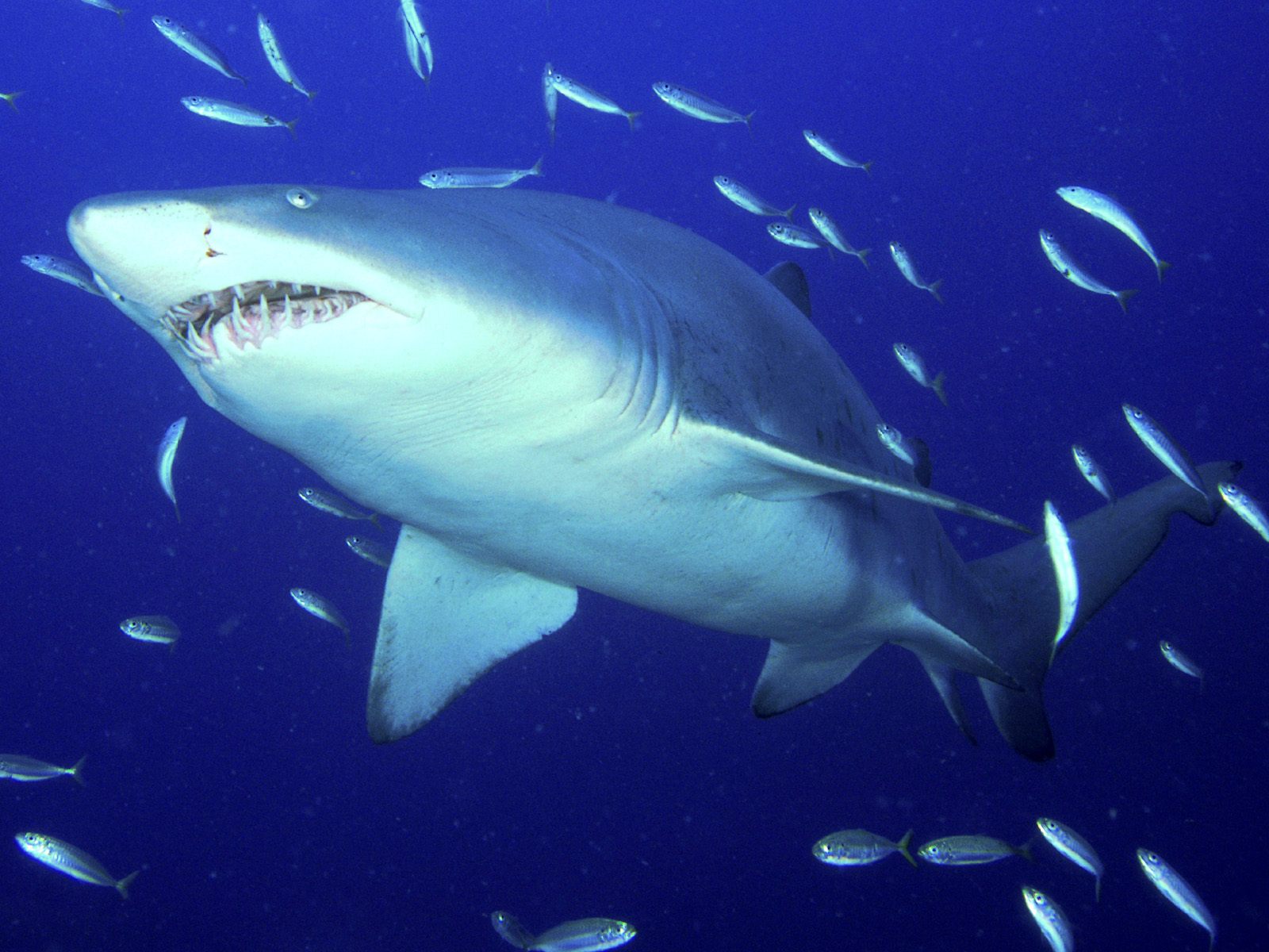 Shark Photo Pic Image
