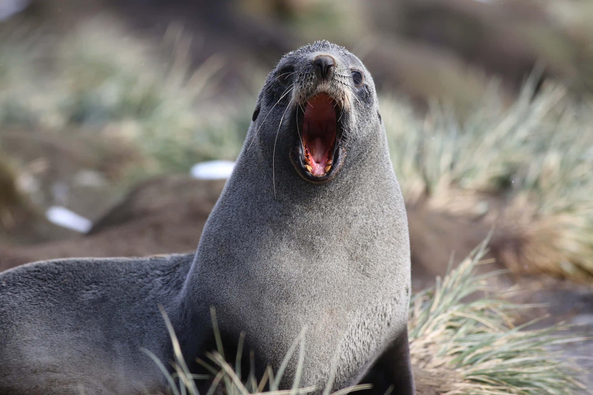 Southern Fur Seal Vocalizing Wallpaper