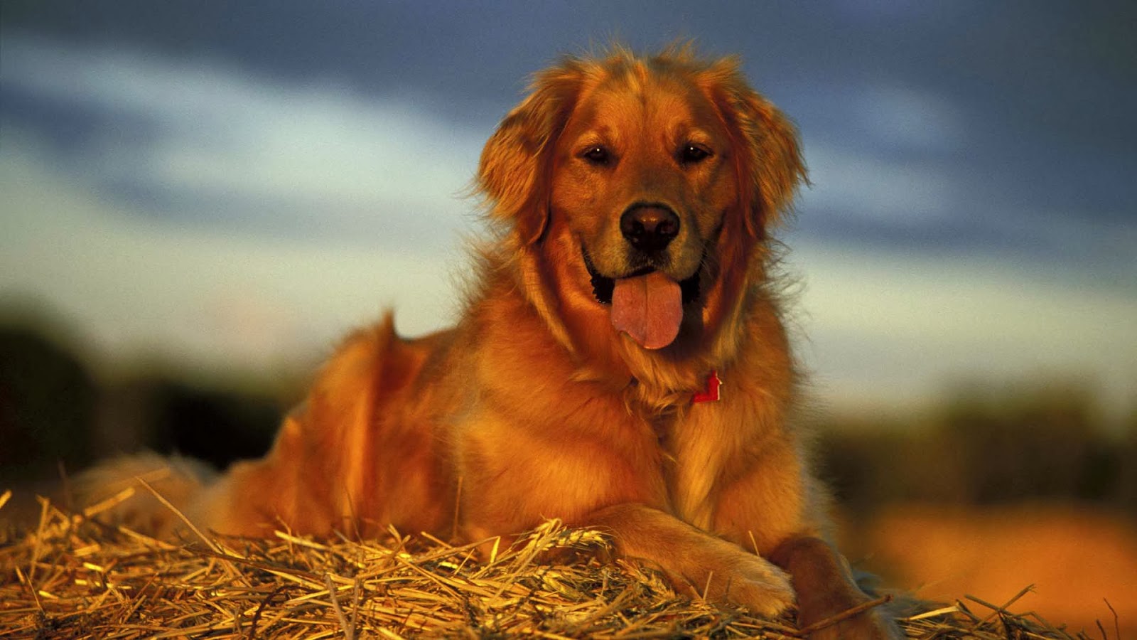 90 Golden Retriever Hintergrundbilder Hunde Kostenloser Miladinsight 90 Golden Retriever Hintergrundbilder Hunde Kostenloser Miladinsight