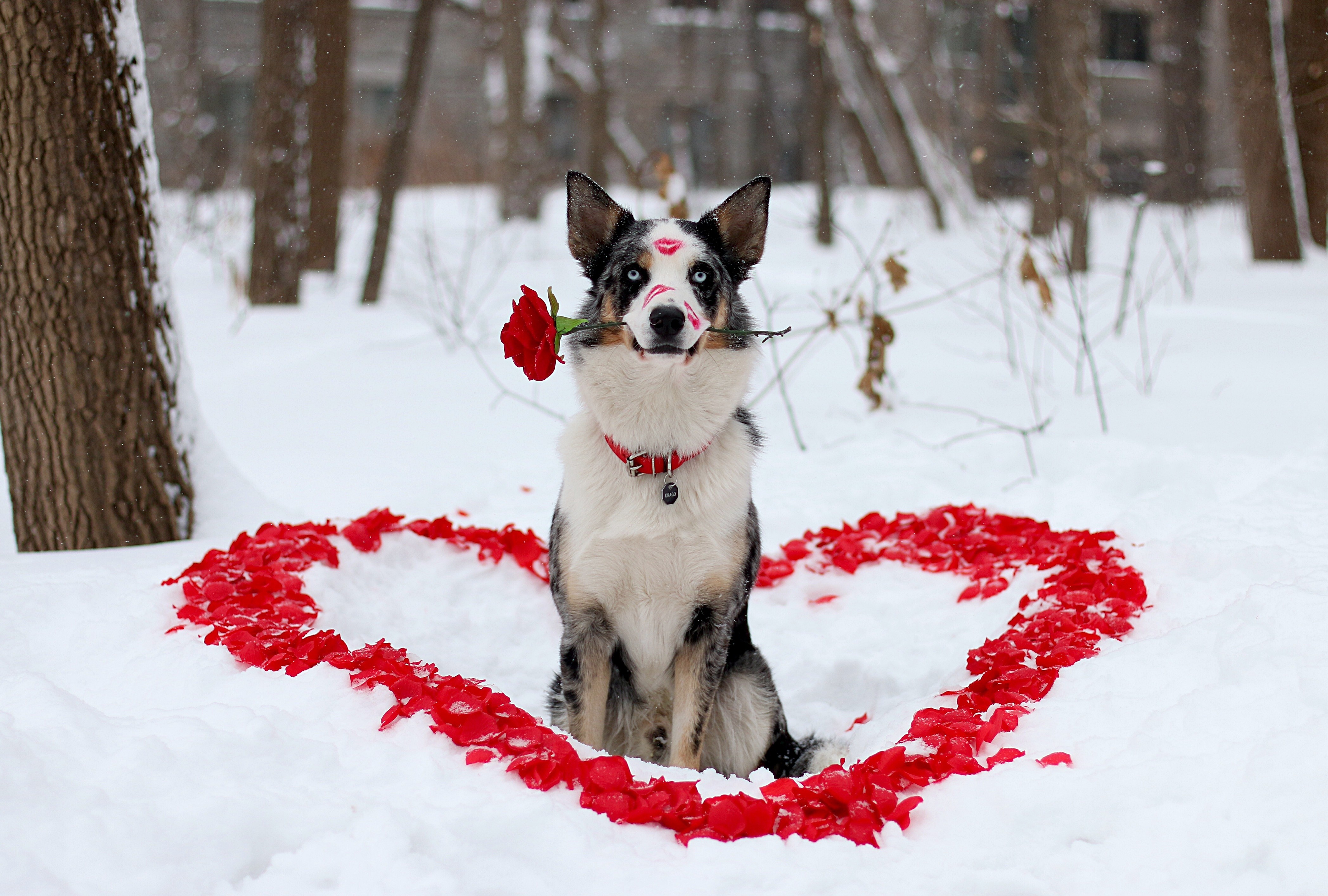 Dog On Valentine S Day Watch Breeds Background For Your Phone